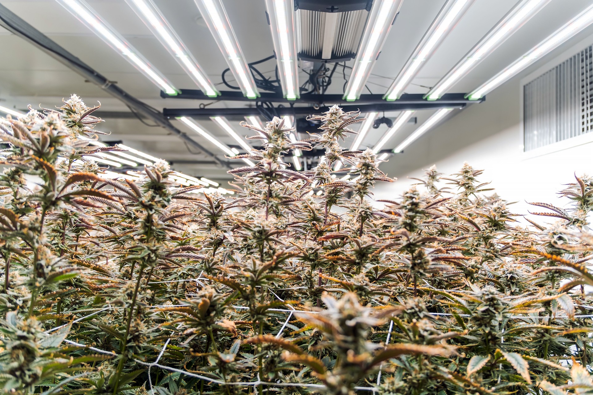 Indoor cannabis cultivation facility with healthy marijuana plants under LED grow lights. Dense buds, hydroponic system, and advanced technology ensure high-quality medical and recreational production